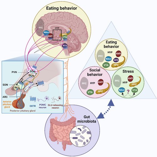 Extremely happy and delighted to see my first first-author review published! Immensely grateful to @fuhlig273 for all the help and contribution! Many thanks also to @harschellekens @BegonaMuguerza @UCCpsychiatry @niall_hyland @AnatNeuroUCC @Pharmabiotic doi.org/10.1111/jne.13…