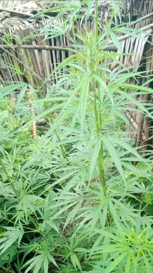 I love that medicine tree 🤪🤪🤪🤪