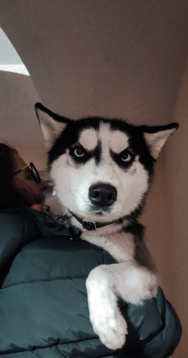 ✨️Twitter haz tu magia✨️

Balto busca ADOPCIÓN. Es un husky de año y medio, tiene buen carácter, es bueno y sociable con el humano y con otros perros y controla sus necesidades en casa 💕

Merece una familia que no lo abandone 💔

Adopción en ESPAÑA, ANDORRA Y PORTUGAL