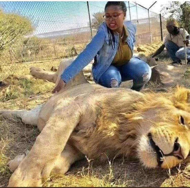 JAMALRAMG1's tweet photo. @Nathan_N254 @BurgerKingZA Hungry lion's chicken is the https://t.co/kdlDPQ7kYz guy if you don't like there chicken better stay in your line at KFC. https://t.co/6lRWkzgg1M