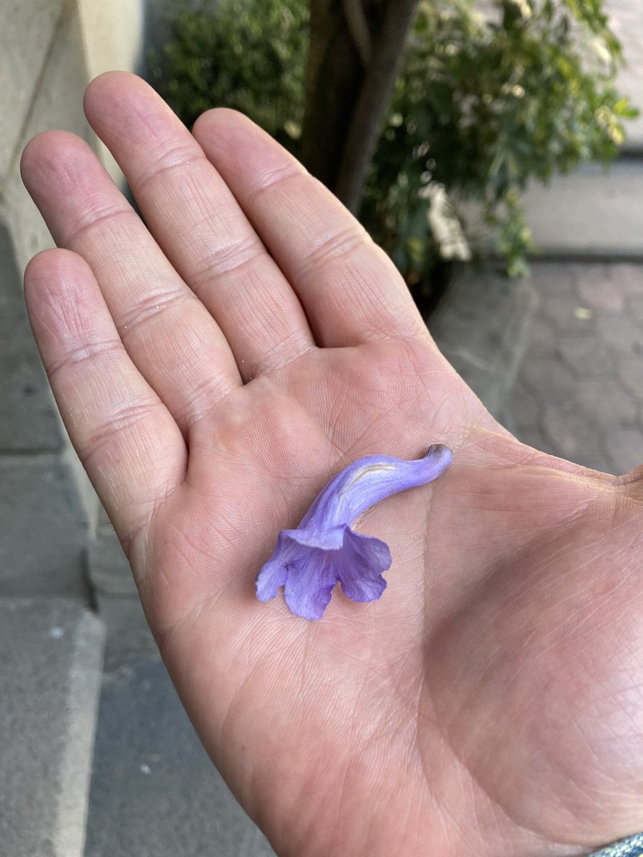 inakimanero's tweet photo. Qué poco se necesita para sonreír y sentirse bien. Ver el símbolo de una primavera inminente, es de agradecerse. Abrazo para todos. #JacarandasCDMX 🙏🏻 https://t.co/IsFxCgIhAx