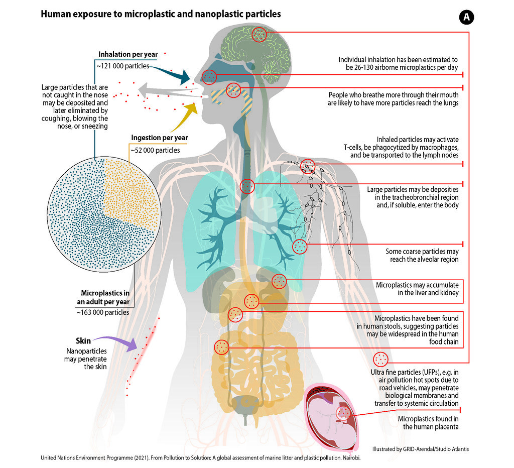 Did you know that the average human adult inhales and ingests about 163,000 microplastic particles per year?

Research indicates that human exposure to microplastics has reached our internal organs, including our lungs and liver. 🫁

Learn more via @unep➡️unep.org/interactive/po…