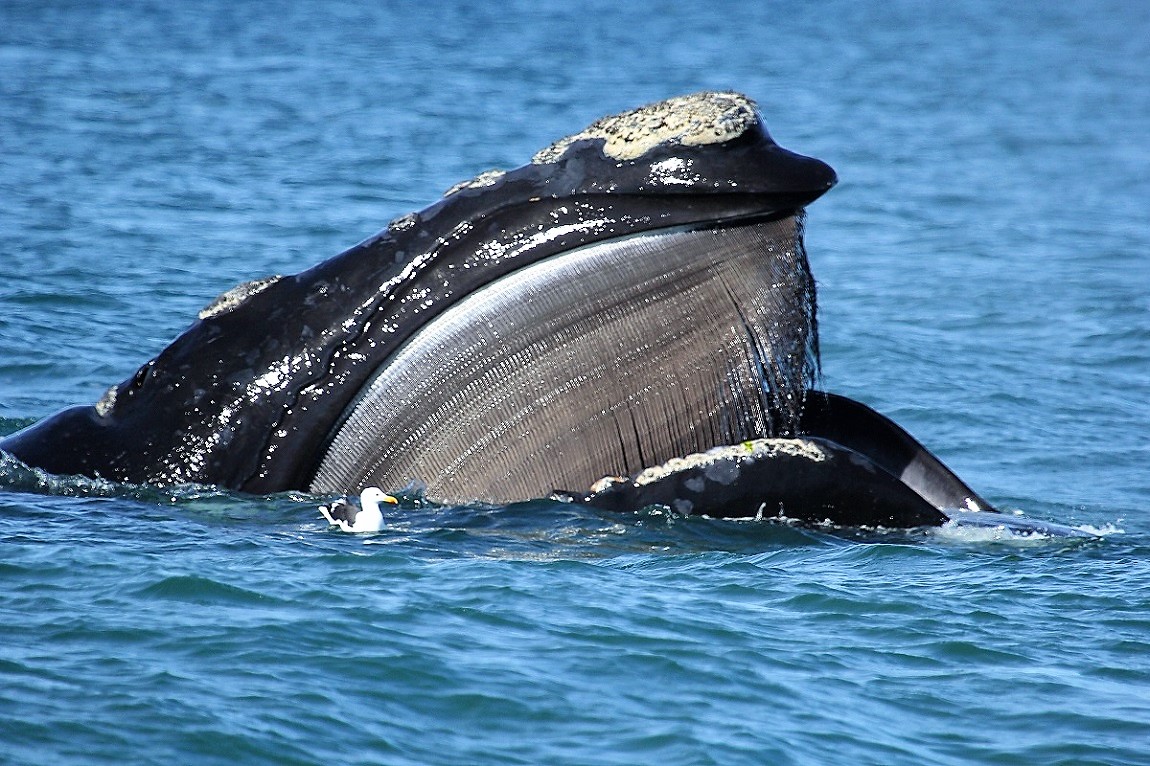 Participamos de un estudio que revela que las #ballenasfrancas australes cambiaron de áreas de alimentación durante los últimos 30 años ballenas.org.ar/investigadores… #cambioclimatico #cazadeballenas #investigarparaconservar #marargentino #noalaspetroleras #areasmarinasprotegidas