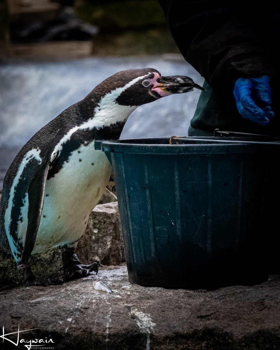 Penguin feeding at #birdworld Surrey.
#humboltpenguin