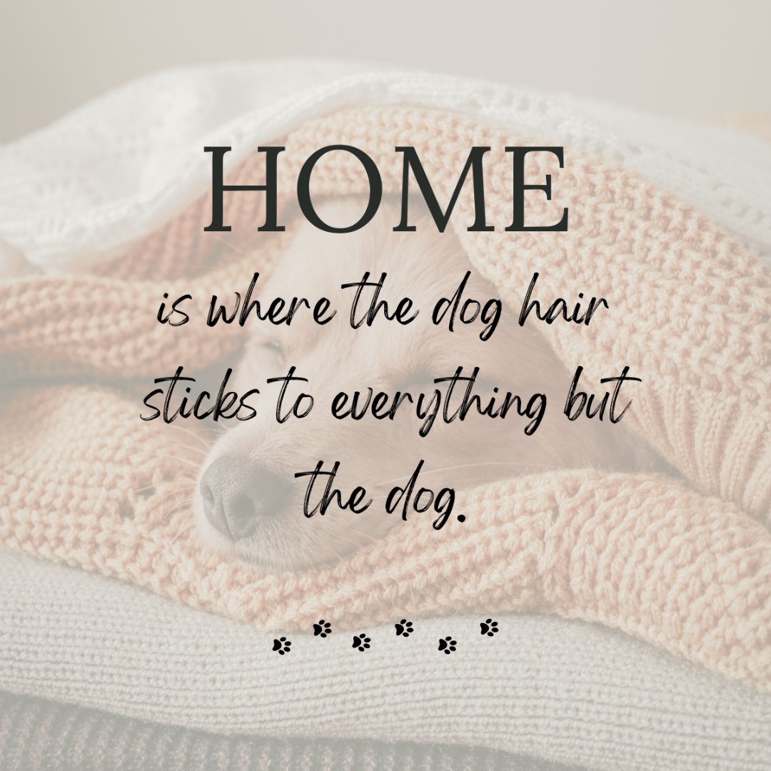 They make the best companions and the biggest messes!

Share your dog's name and breed in the comments, and we can guess whose furry friend leaves the most hair behind!

#homesweethome #homeiswherethedogis #dogs #shedding #doghair #companion