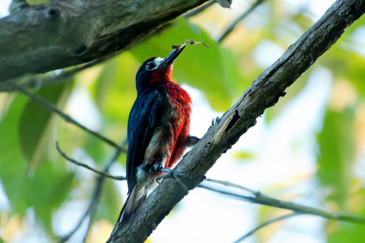 BirdsCaribbean's tweet photo. Let the beautiful Puerto Rican #Woodpecker brighten your day with its bright red throat & breast ❤️!
This gorgeous photo was submitted to the #BCPhotoContest last year by Ricardo Sanchez 🇵🇷
For more info about the contest 👉🏽 https://t.co/knjgdkam05
#AOS_BC_22 #puertorico https://t.co/DHLGLI4Rmq
