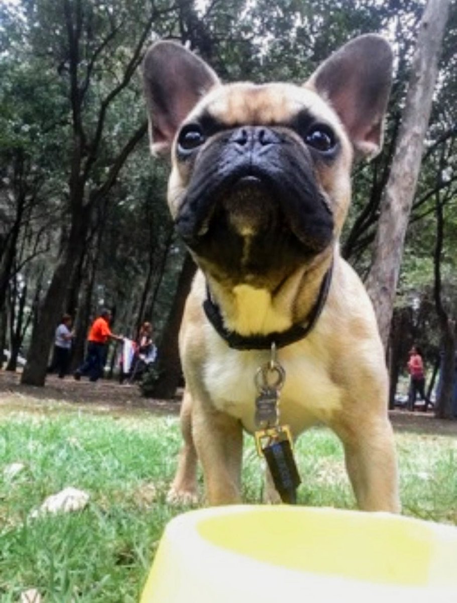 soypacosantos's tweet photo. Día de mascotas, compártanme a la suya. 🐾 https://t.co/FsJQJLEQv0