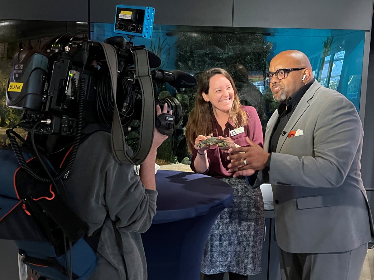 We're celebrating #nationalcrabmeatday [this Thursday, March 9th] with @Visitmaryland @VisitAnnapolis and @MarylandDNR!
Our Education Director, Megan Fink, talks with @WBFFFOX45 Marc Clarke about #ChesapeakeBay blue crabs, a jimmy versus a sook and the health of our watershed.