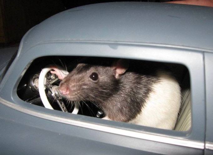 DavidBlackHat's tweet photo. Comment cette faille peut vous faire économiser 857 631 euros sur de la traduction avec Deepl ? 🐀

Une technique que tout le monde voudrait garder pour soi, mais moi je vous la donne 🥱 https://t.co/0vJgFxpWqu