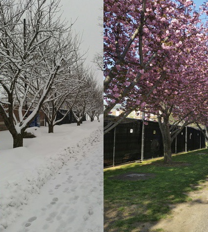 AdelphiU's tweet image. This or that: #WinterAtAdelphi VS #SpringAtAdelphi ❄️💐 #ReplyTweet