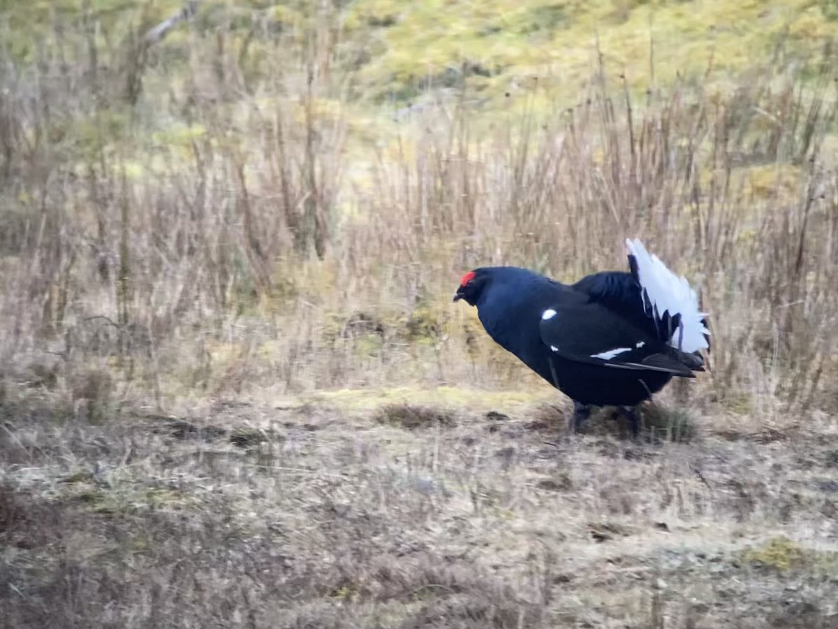 birdsandbike's tweet photo. A pilgrimage to see the Black Grouse lek on the moor pre work today. #digscoping #lek @cofnod https://t.co/7wHl3Zt7ZQ