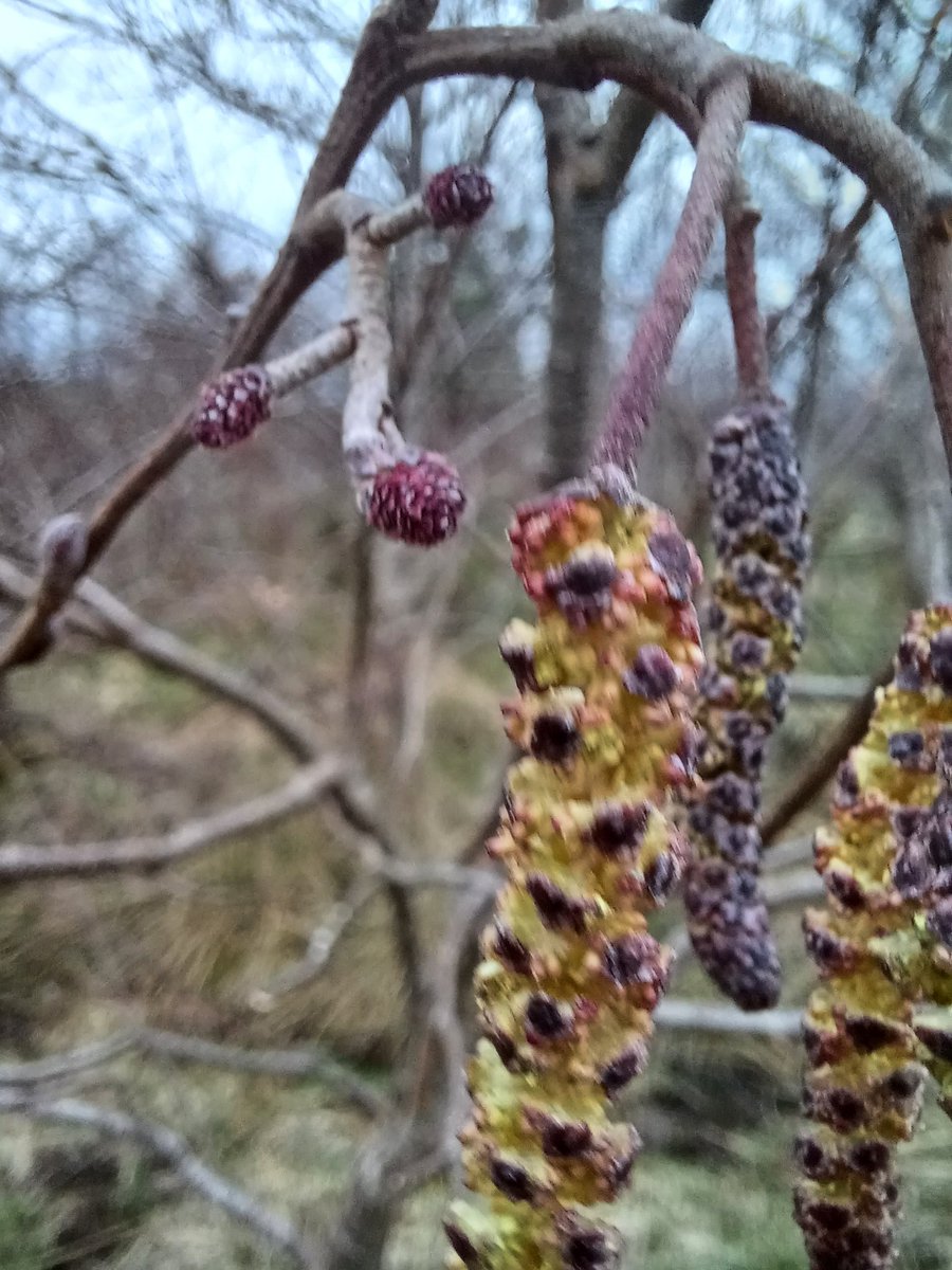 InaghEIP's tweet photo. @hometree__ Female Alder flower in background and a close up in second picture https://t.co/jzSgrkL6G2
