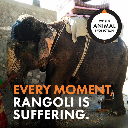 World Animal Protection CA (@MoveTheWorldCA) / Twitter World Animal Protection CA (@MoveTheWorldCA) / Twitter