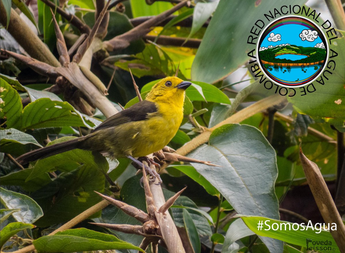 🏔️ #SomosAgua #SomosBiodiversidad 
Colombia, segundo país en Biodiversidad del Mundo. Nuestras aves son inigualables y su salvaguarda es determinante para garantizar la estabilidad ecosistémica global. Cuéntanos, ¿Cómo mejorarías la protección de fauna en Colombia?