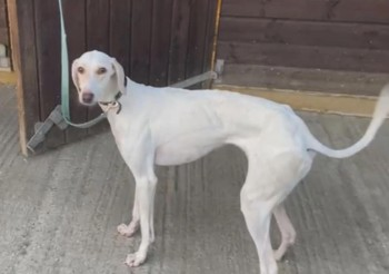 millypod1's tweet photo. 🆘5 MAR 2023 #Lost ANNIE NEW #RESCUE
YOUNG White/Cream/Lemon Coat Saluki Female
nr St Michaels Church #Blewbury South of #Didcot #Oxfordshire #OX11
https://t.co/Vdi46jVcgP https://t.co/2IK9zf0aKR