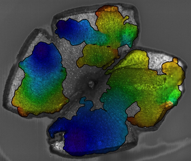 Here's the link for the fully formatted version + some eye candy from Ben -- checkout doi.org/10.7554/eLife.… <a href="/eLife/">eLife - the journal</a>   Congrats to all the authors <a href="/CVoufo/">Christiane W. Voufo</a> @atiriac1 <a href="/AndyQuaen/">Andy Quaen Chen</a> <a href="/RongshanYan/">Rongshan Yan</a> and Ben Smith