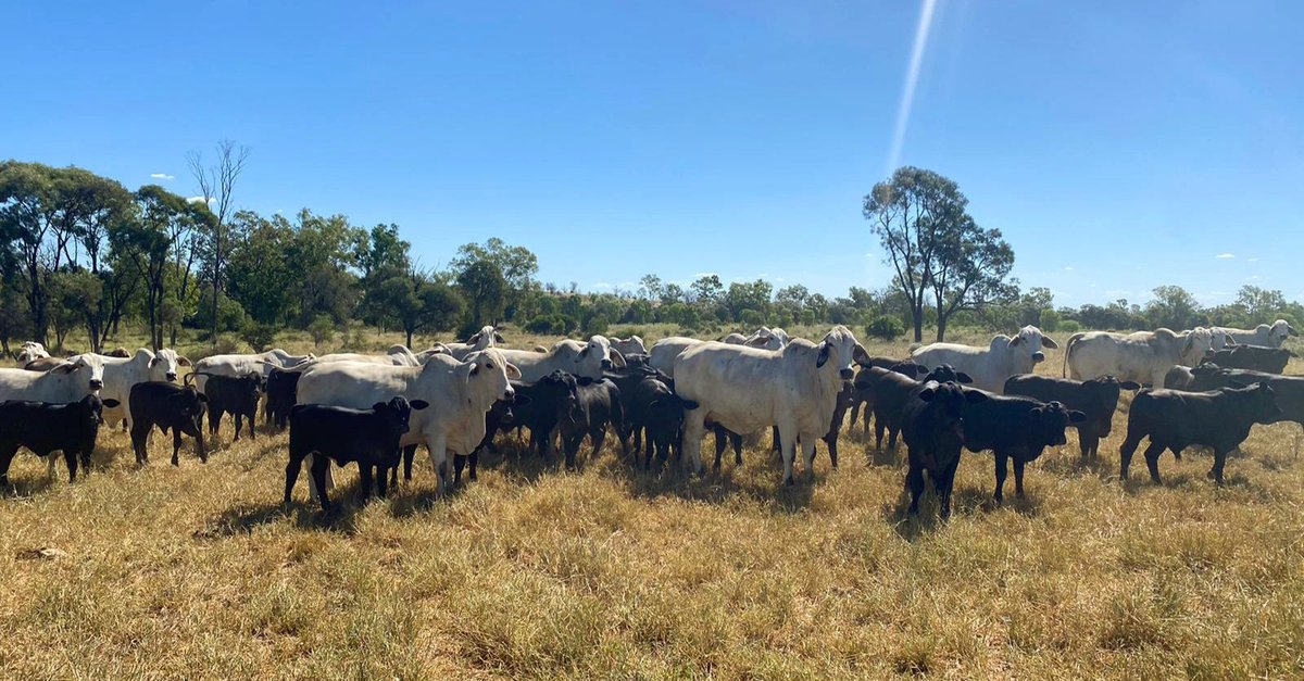 Always exciting to see new genetics at #CPC to make more efficient and tasty beef. Thanks @PankhurstGreg for the 📸 @ConPastCo