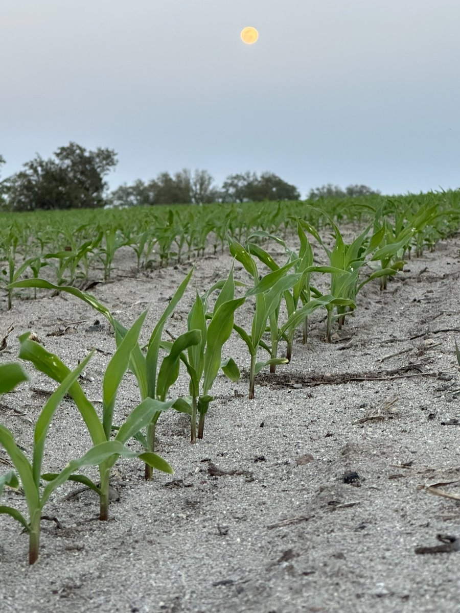 Feeling Hopeful!   Full moon over a field of AgriGold A6499STX getting with it on March 6.  Loving my job:   planting trials, observing nature, and having fun just south of…….Hopeful, GA. <a href="/AgriGold/">AgriGold</a>   #plant23 #Southeastcorn