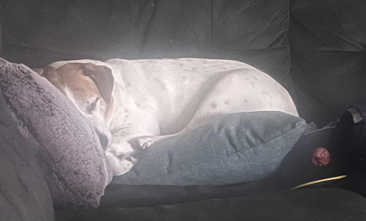 SuperLiz19's tweet photo. #YearofLife Day 60/365: Kyle was sick today so this was our vibe. Sometimes you just have to stop and curl up on the couch. https://t.co/DBVERAdOo8