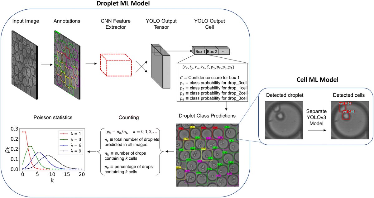 uFluidix's tweet image. Automated cell detection in microfluidic droplets using YOLO object detection! Check out our latest blog post for an innovative approach to cell encapsulation analysis. 

ufluidix.com/blog/streamlin…

#Microfluidics #YOLO #CellDetection #Biotech #Research