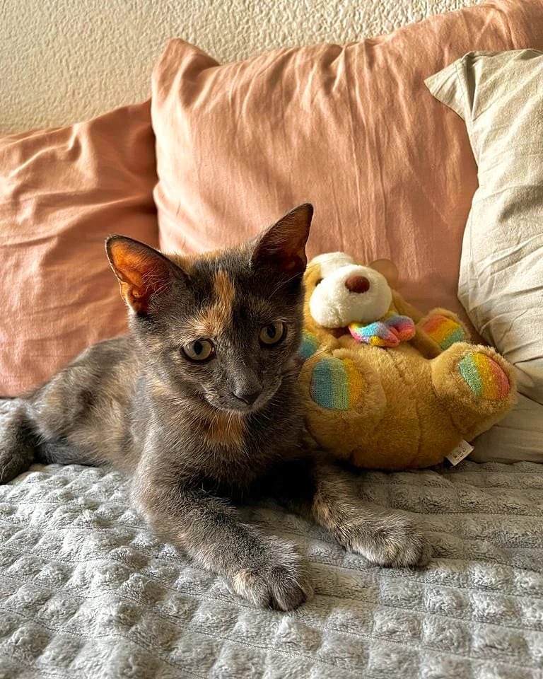 Gatosdelzoo's tweet photo. BOWIE EN ADOPCIÓN RESPONSABLE Y CON SEGUIMIENTO❤️

Bowie es una hembra castrada y desparasitada de 5 meses. Rescatada del zoológico de Córdoba.

Si estás interesado/a en ella escribinos por cualquiera de nuestras redes🫶🏽

@VivireNuevaCor @gabuleta @Vivir_en_Guemes https://t.co/Zomjq0CIGi
