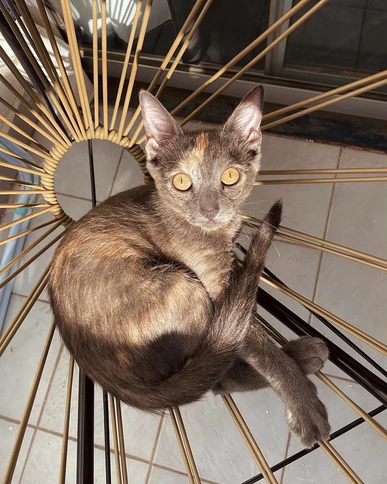 Gatosdelzoo's tweet photo. BOWIE EN ADOPCIÓN RESPONSABLE Y CON SEGUIMIENTO❤️

Bowie es una hembra castrada y desparasitada de 5 meses. Rescatada del zoológico de Córdoba.

Si estás interesado/a en ella escribinos por cualquiera de nuestras redes🫶🏽

@VivireNuevaCor @gabuleta @Vivir_en_Guemes https://t.co/Zomjq0CIGi