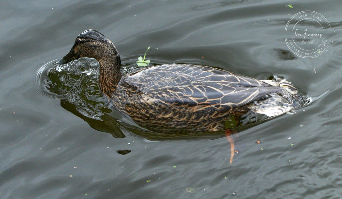 ifimage's tweet photo. Dive, dive, dive! @CanalRiverTrust @MontCanal @VisitMidWales The Canal Welshpool 6/3/23 #MentalHealthAwareness #ducks #therepy #photography https://t.co/ylyyfzpz0M