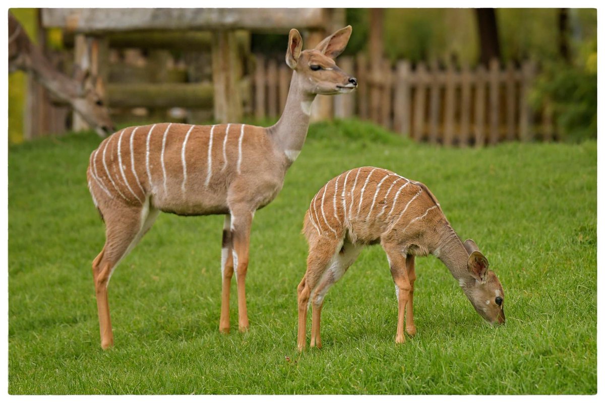 AuboisVeronique's tweet photo. #LesserKudu @zoobeauval 
Lesser #Kudus are herbivorous animals. They browse on foliage from bushes and trees (shoots, twigs) and herbs. These antelopes also eat flowers and fruits if available, and take small proportions of grasses, usually in the wet season.
©Véronique AUBOIS - https://t.co/zQPp4QzV4F