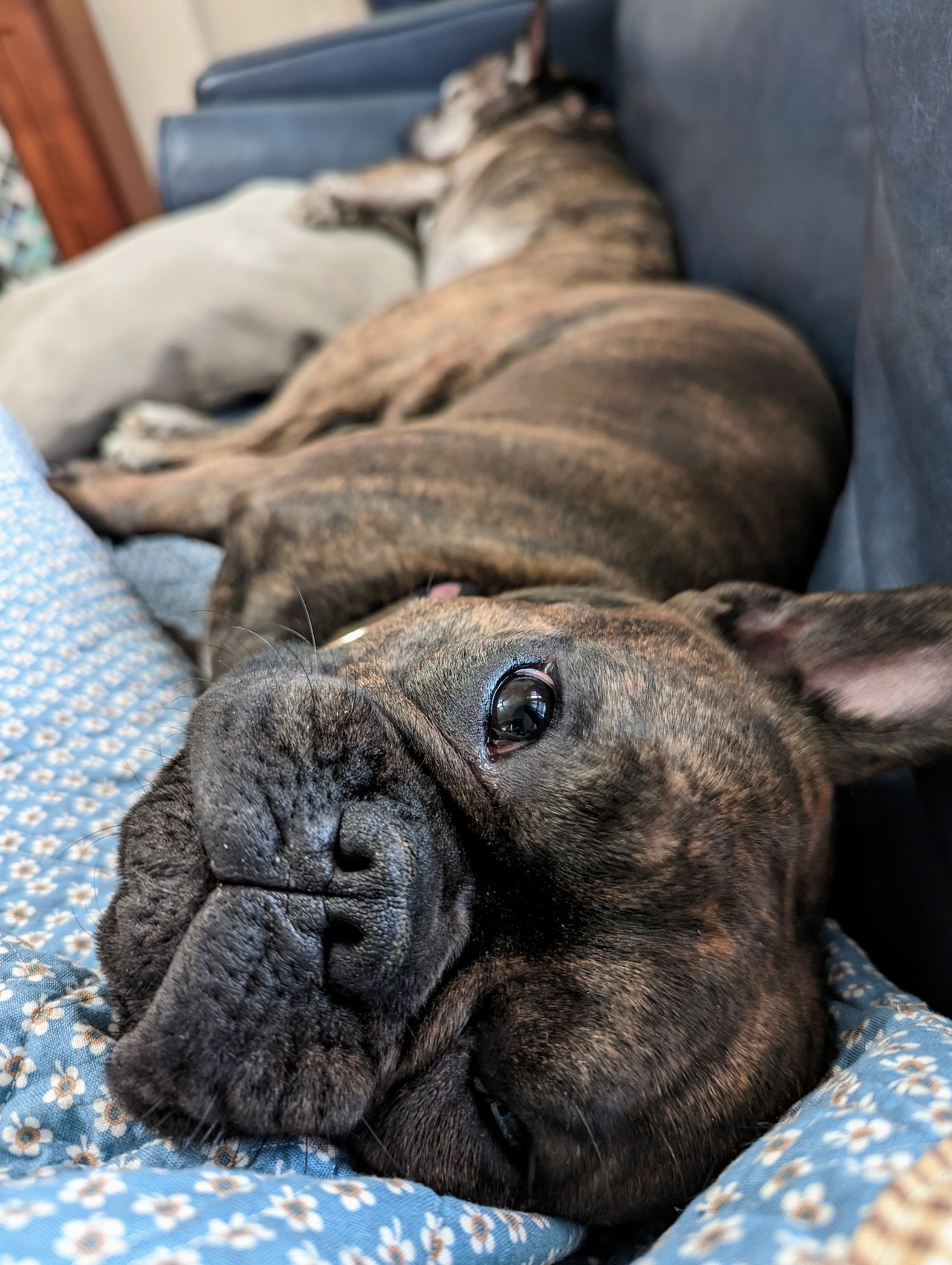 Why Do Dogs Puff Their Cheeks