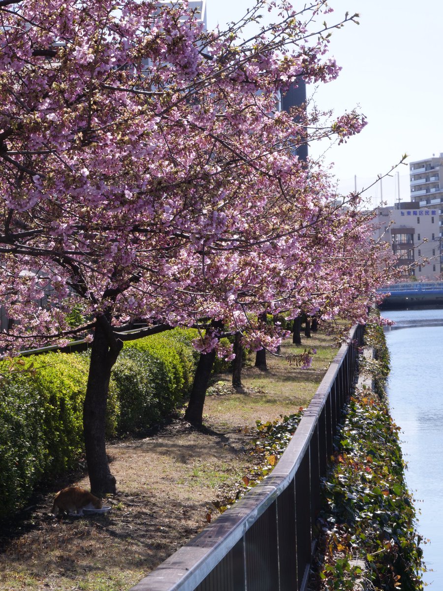 Comienza a ser mi época favorita 🌸