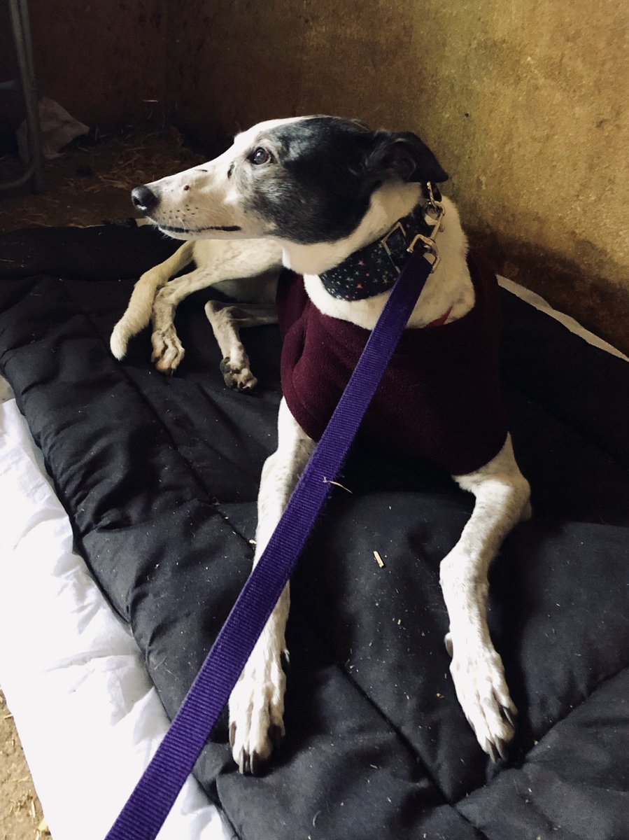 dpodman14's tweet photo. Today I had to say goodbye to my amazing @MissStarhound Star ⭐️🌈 her #NotDeadYetTour is over. Loved every moment I've spent with her 12.5 years - run free beautiful 🐶🌟💔 https://t.co/6AaA81JTF7