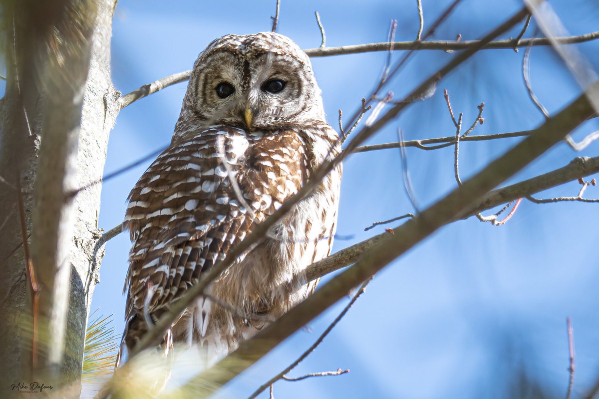 A barred owl was recently spotted in the Blenheim area. Coming up at 4:20 today, we’ll hear from photographer Mike Dufour, who captured this photo.

📸: Mike Dufour
