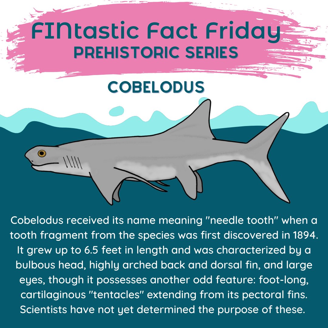 GillsClub's tweet photo. Happy #FINtasticFactFriday everyone! Continuing with our prehistoric series is #Cobelodus! This shark remains a mystery to scientists, and was quite long living, as it existed from the Carboniferous through the Permian periods. #SmartAboutSharks https://t.co/6c0KrvEjDM