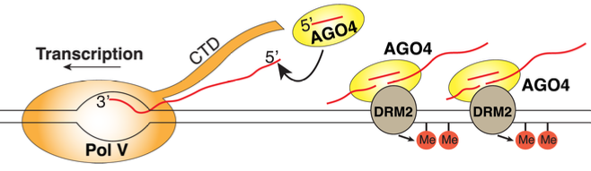 GenesDev's tweet photo. In this study, @FengWang21 et al. and @CraigPikaard demonstrate how AGO4’s RNA slicing activity drives cytosine methylation providing insights into the mechanisms of RNA-directed DNA methylation. Read more here: ➡️https://t.co/NiErh4WrCe https://t.co/ETrr7dIZGI