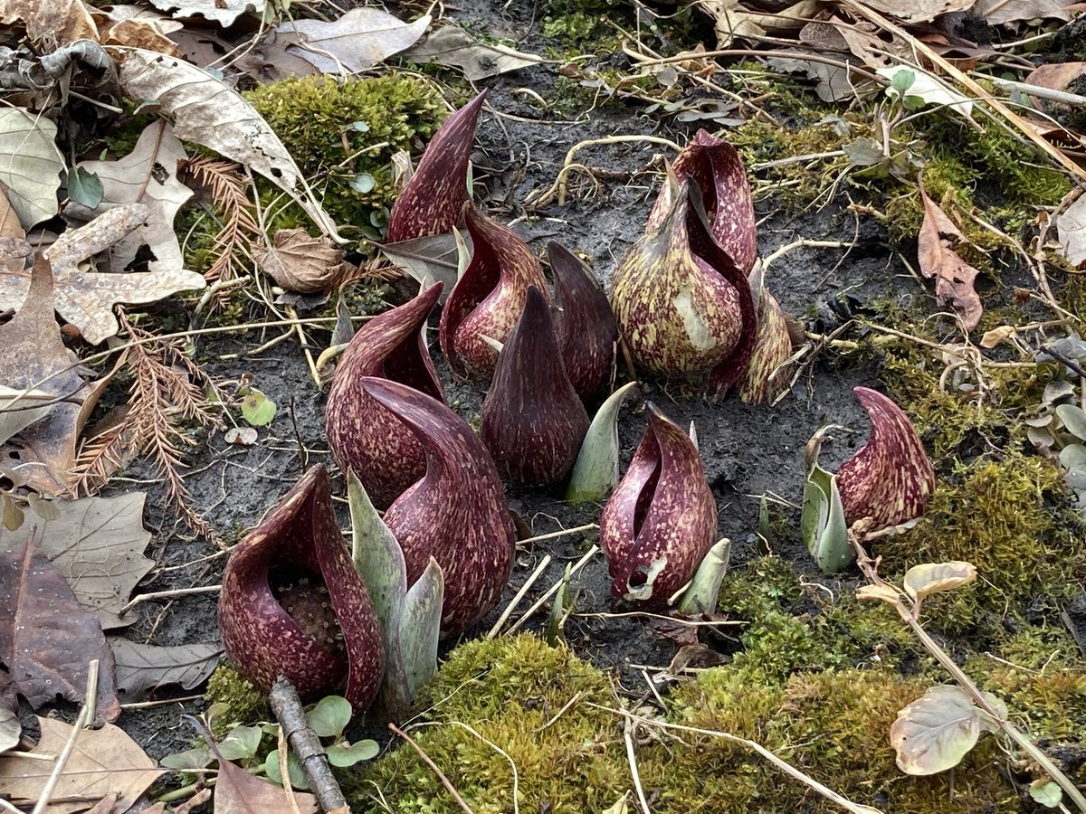 TeamEchinacea's tweet photo. We had a brief period of sunshine @chicagobotanic today, so lab managers Lindsey and Alex explored the woods and found some flowering friends! The skunk cabbages and winter aconite are looking lovely. https://t.co/6RsbWqc1e7