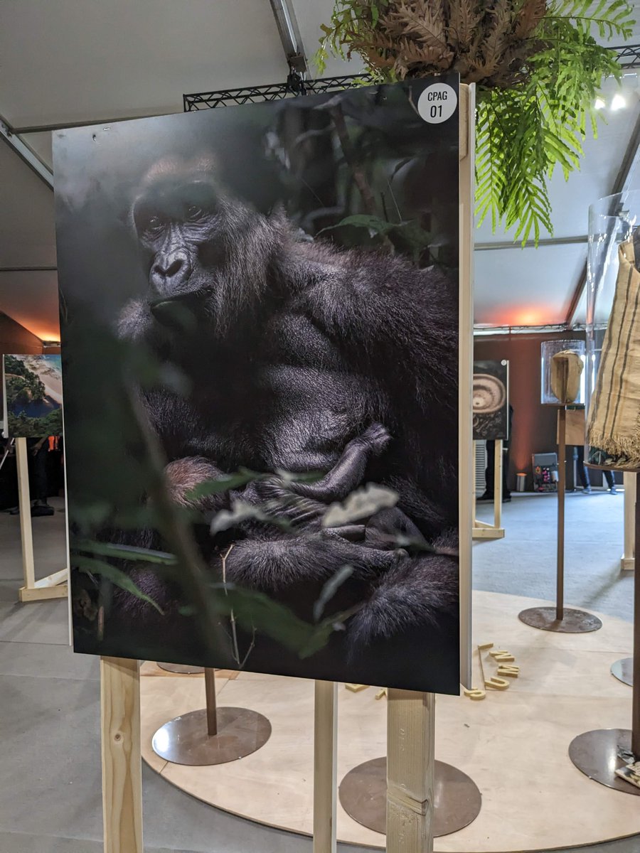 Francis James tweet media