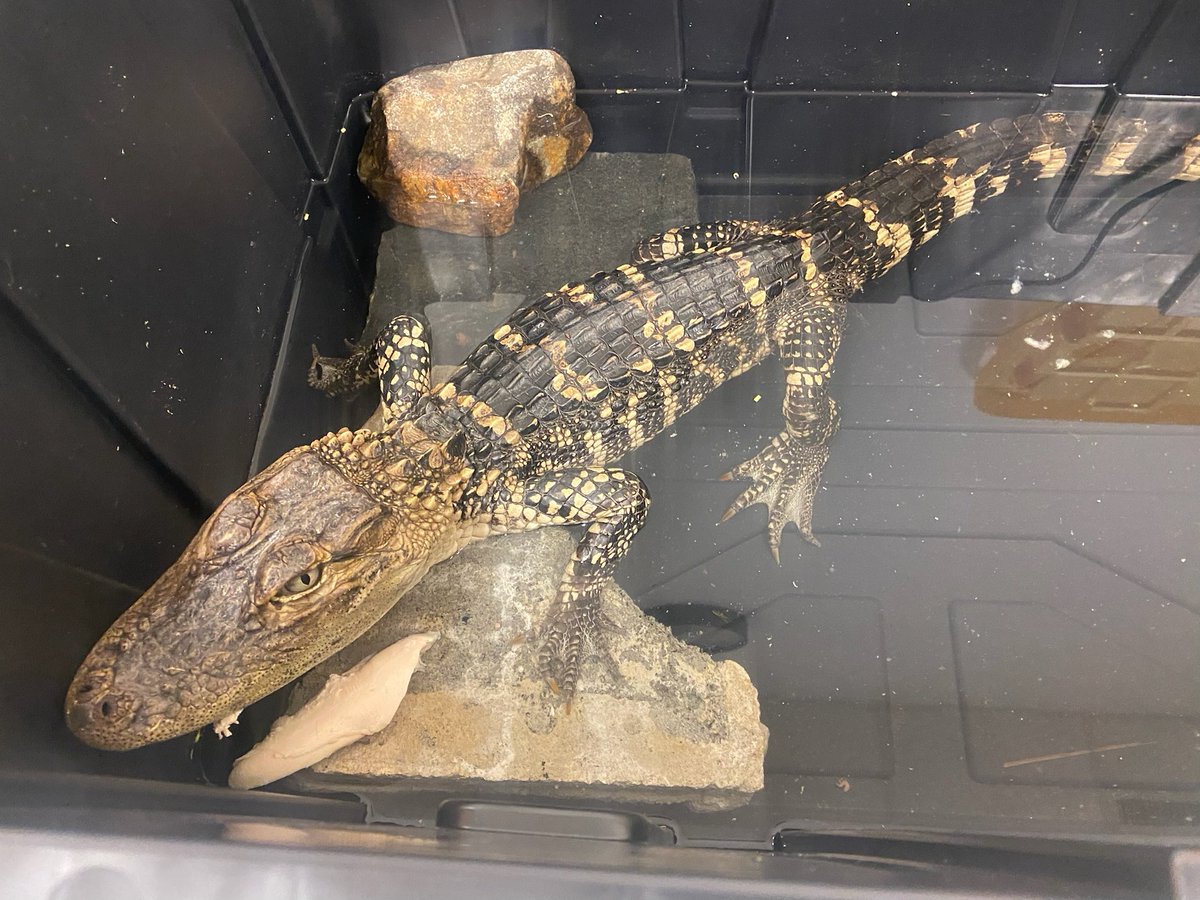 CRIKEY! 3 foot caiman found at FDR Park in South Philly yesterday morning cared for by @ACCTPhilly has been relocated by State Game Wardens. It's believed the alligator like reptile native to Mexico and Central America was released illegally. @FOX29philly 📷@AcctPhilly
