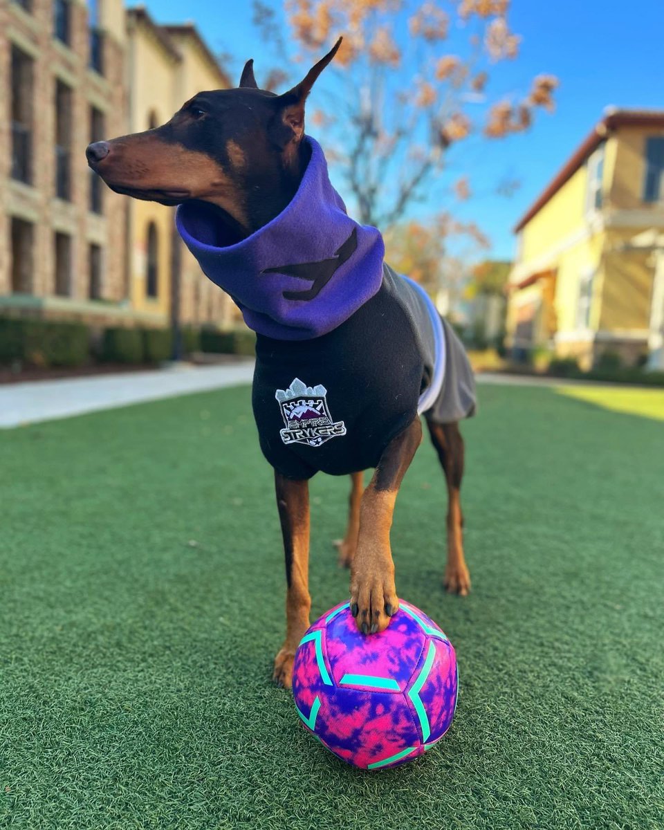 Empire_Strykers's tweet photo. Who let the dog out! WE DID! 

Come see &amp; meet your Empire Strykers Team Dog Ariya at this weeks matches at the merchandise booth (above SEC114) 💜 🐕 

#WeAreEmpire #EmpirePride #EmpireFamily https://t.co/h0tiOVX9qW