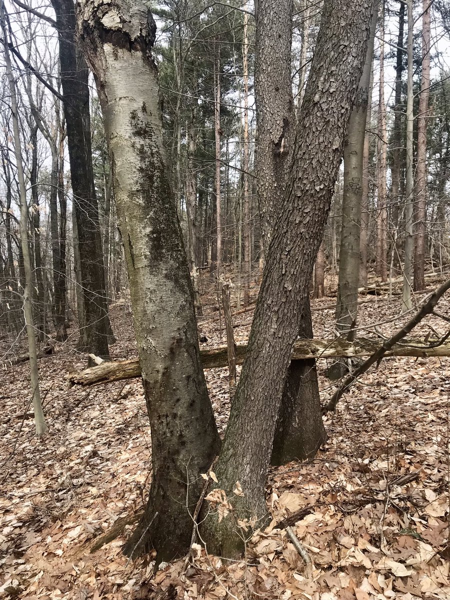 nerdclanleader's tweet photo. Totally fooled today by this ‘hybrid’ cherry/black birch coppice sprout! Just growing in intimate tandem I guess- https://t.co/cJ4D3qe6E6