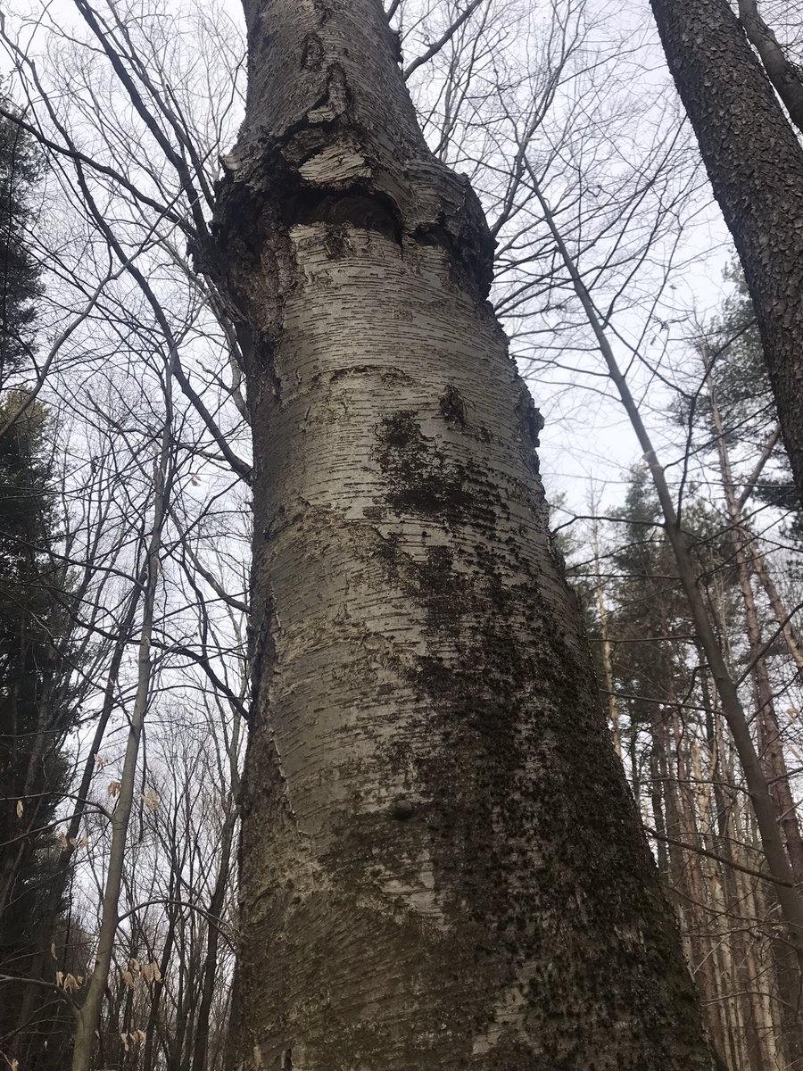 nerdclanleader's tweet photo. Totally fooled today by this ‘hybrid’ cherry/black birch coppice sprout! Just growing in intimate tandem I guess- https://t.co/cJ4D3qe6E6