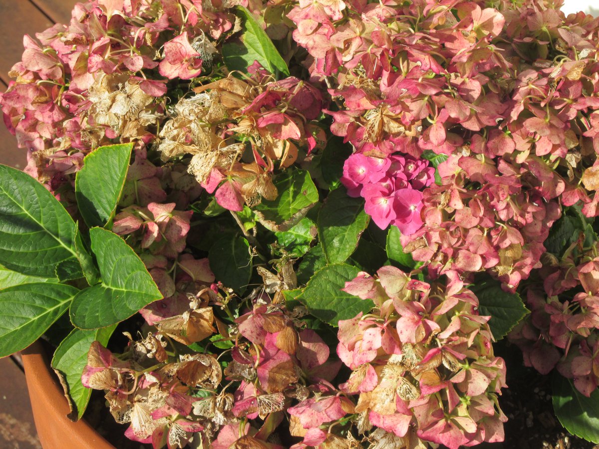 GabyLynch9's tweet image. When all around you are fading...#TheresAlwaysOne #HydrangeaLove 😊