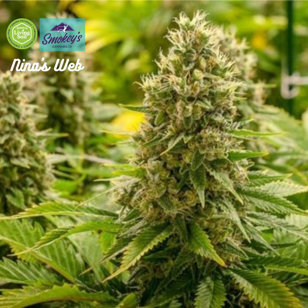 SmokeysCannabis's tweet image. Nina's Web is one of our beloved #highcbd #livingsoilgrown #cultivars

This lovely cross between Charlotte's Web and Nina Limone bring out the sweet and sour citrusy lemon flavor with a lightly flowery and woody exhale. 

#myrcene #Limonene #Terpinolene #Caryophylene #cbdandthc