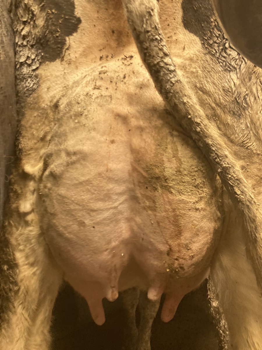 fountainstown's tweet photo. #mammarymonday Applecrisp x Alphaman https://t.co/YTzYtQco4W