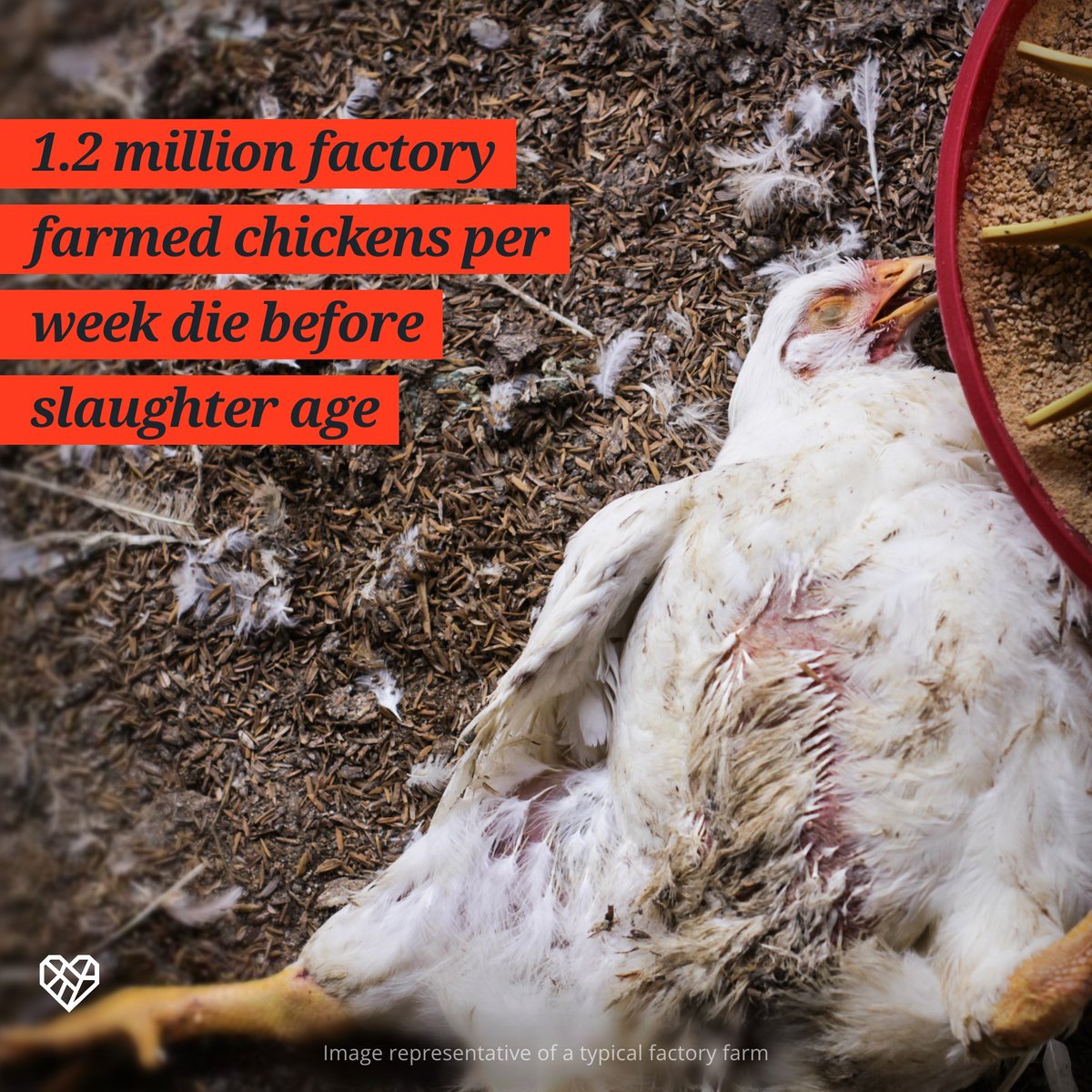 With fast-growing Frankenchickens having nearly double the mortality rate of slower-growing breeds, it's undeniable that our current food system is not only cruel, it's unsustainable. #foodwasteactionweek