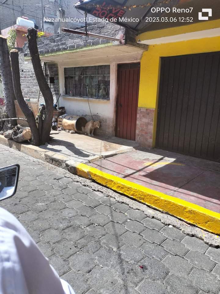 amilindaheidi's tweet photo. COPIO Y PEGO  este perrito en muy malas condiciones pido de su ayuda para que se pueda rescatar se encuentra en calle poniente 9 casi esquina con av pantitlan no pudimos ayudarlo debido a que tenemos el tiempo contado por favor ayuda esto es en Nezahualcóyotl https://t.co/f1CLBGTYvQ