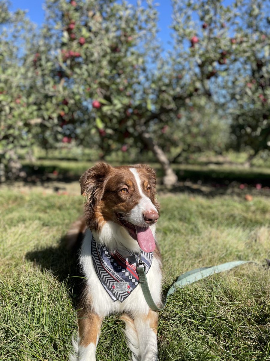washupathedu's tweet photo. For our latest #PathPets post, we are featuring resident Patrick Morse's adorable cat Franklin (named after Rosalind Franklin) and dog Watson (named after James Watson). Just missing "Crick"...we think that means Patrick needs another dog or cat😉 #washupathedu #PathTwitter https://t.co/s2lMpKW5i5