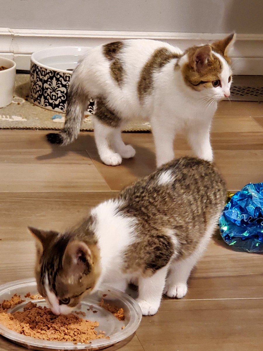 On the Danforth tweet media