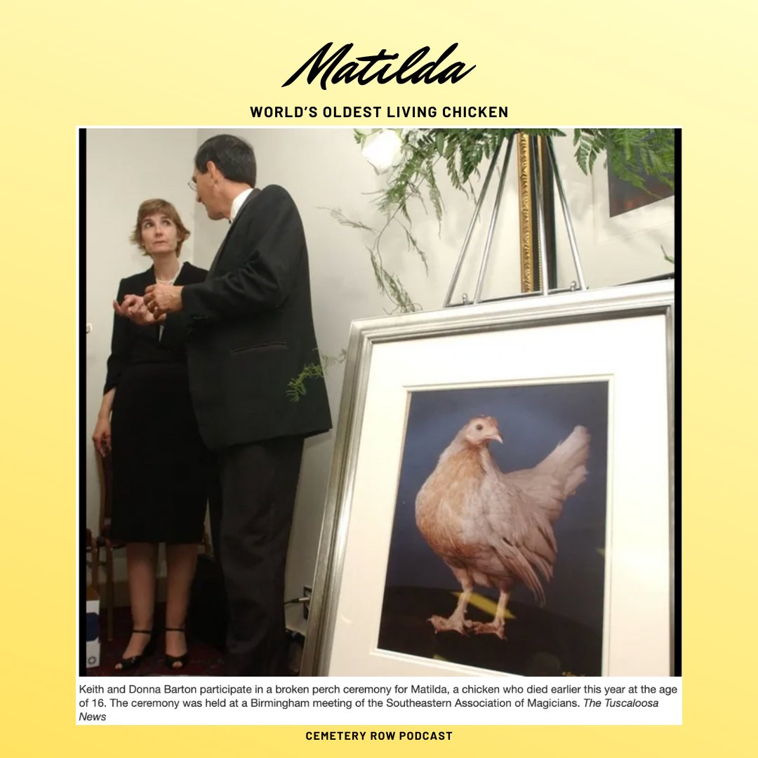 CemeteryRowPod's tweet photo. 🏆🐔New Episode Alert: World Record Breakers and Holders🐔🏆
We cover the world's tallest person, Robert Wadlow; Herb Kent, a Chicago DJ with a 70+ year career; the Island of the Dolls, the world's largest collection of haunted dolls; and Matilda, the world's oldest chicken. https://t.co/bU3wdxNV4A