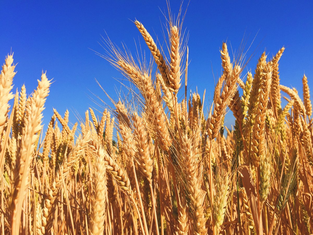 MrsMSheppard's tweet photo. I Cannot Be Idle

... Then away to the work I will go,
And join in the reaping of grain,
And back from the harvest with beautiful sheaves,
I’ll come with rejoicing again... https://t.co/EtJtJ8kWNU