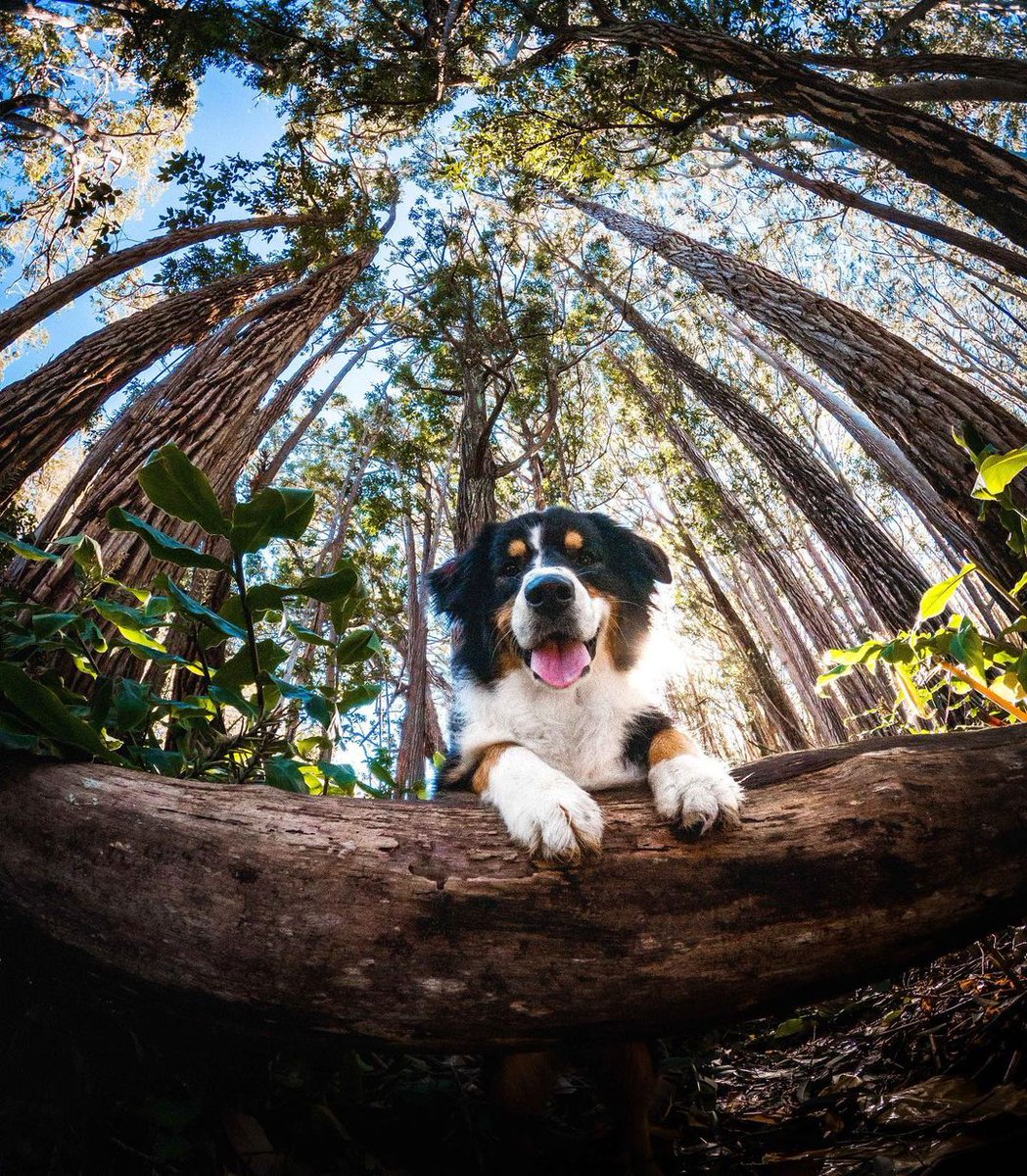 GoProUK's tweet image. Aaaand they called it, puppy love. ❤️ 🎶

This puppy portrait was snapped by mq_raine (IG). 🐶

#GoPro #GoProPets #Puppy #DogsOfInstagram #PuppyLove